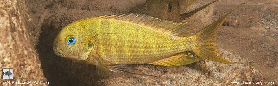 Tropheus polli 'Katumbi Point' <br><font color=gray>Tropheus annectens 'Katumbi Point'</font> 