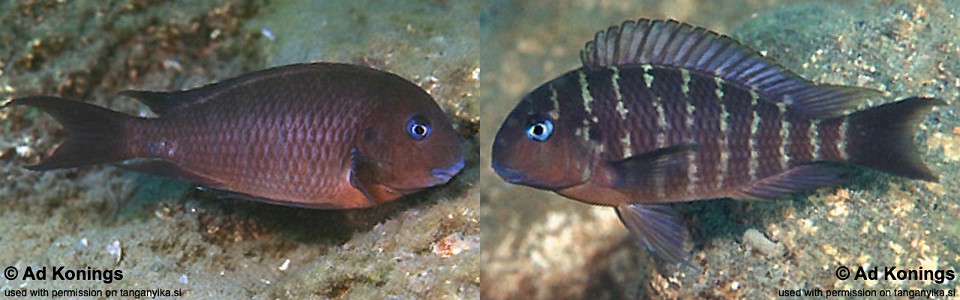 Tropheus polli 'Kekese' <br><font color=gray>Tropheus annectens 'Kekese'</font> 