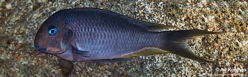 Tropheus polli 'Luagala Point' <br><font color=gray>Tropheus annectens 'Luagala Point'</font> 