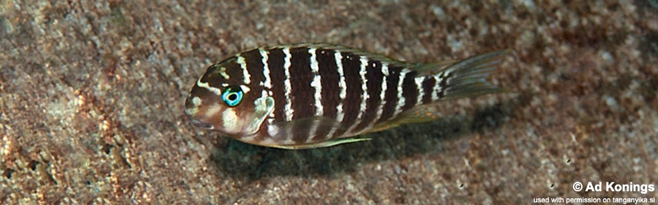 Tropheus polli 'Lumbye Bay' <br><font color=gray>Tropheus annectens 'Lumbye Bay'</font> 