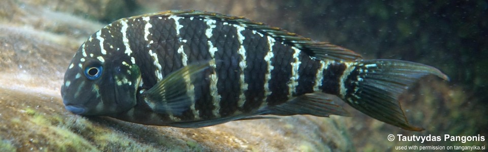 Tropheus polli 'Lyamembe' <br><font color=gray>Tropheus annectens 'Lyamembe'</font> 