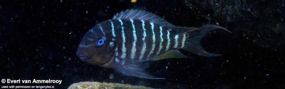 Tropheus polli 'Mahale Mountains NP' <br><font color=gray>Tropheus annectens 'Mahale Mountains NP'</font> 