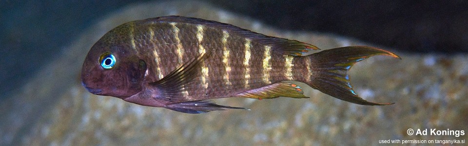 Tropheus polli 'Miyako Point' <br><font color=gray>Tropheus annectens 'Miyako Point'</font> 