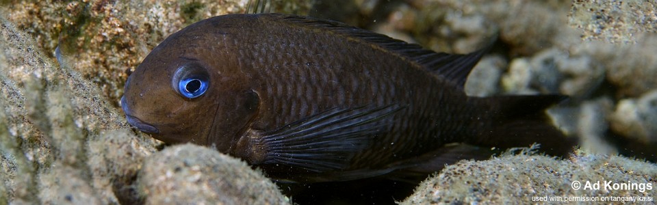 Tropheus polli 'Mkangazi' <br><font color=gray>Tropheus annectens 'Mkangazi'</font> 