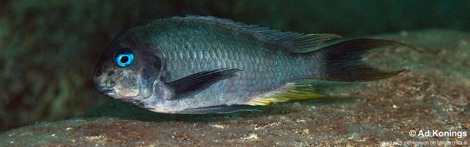 Tropheus polli 'Nkwasi Point' <br><font color=gray>Tropheus annectens 'Nkwasi Point'</font> 