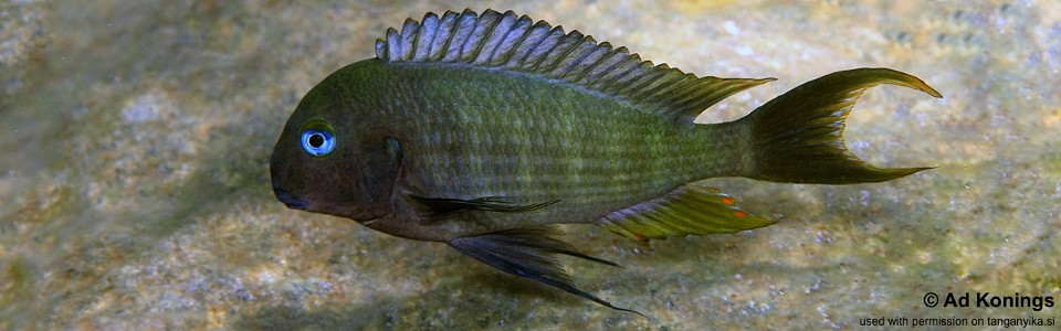 Tropheus polli 'Pasagulu Point' <br><font color=gray>Tropheus annectens 'Pasagulu Point'</font> 