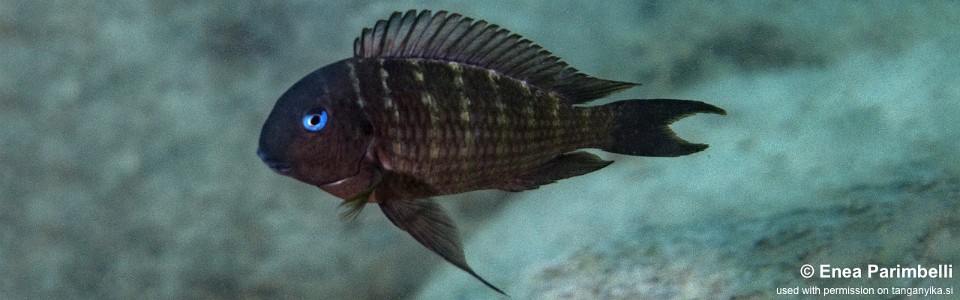 Tropheus polli 'Sibwesa' <br><font color=gray>Tropheus annectens 'Sibwesa'</font> 