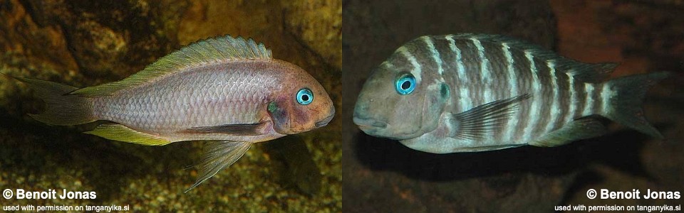 Tropheus polli (unknown locality)<br><font color=gray>Tropheus annectens (unknown locality)</font> 