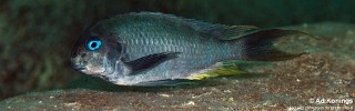 Tropheus polli 'Nkwasi Point'.jpg