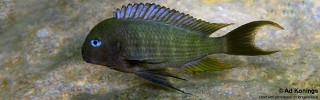 Tropheus polli 'Pasagulu Point'.jpg