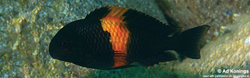 Tropheus sp. 'black' Bemba<br><font color=gray>Orange Flame moorii</font>