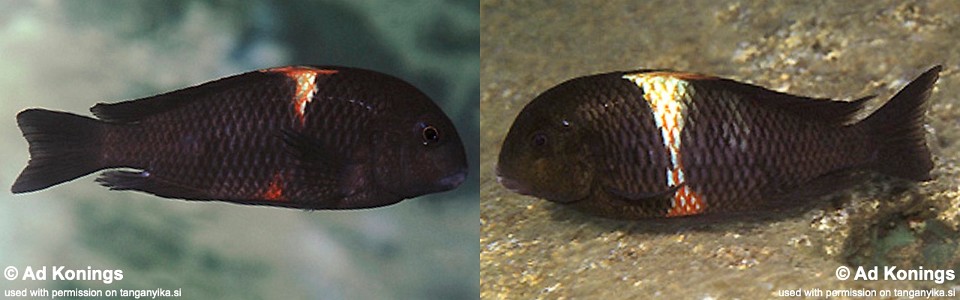 Tropheus sp. 'black' Magara<br><font color=gray>Red Brabant; Red Saddle</font>