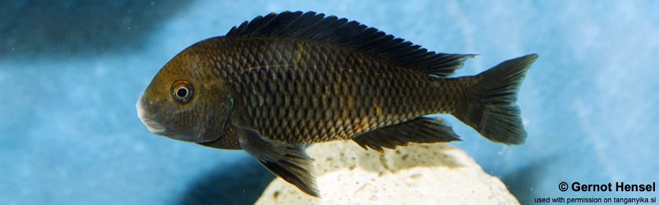 Tropheus sp. 'black' Makobola