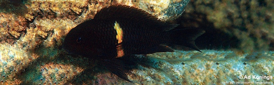 Tropheus sp. 'black' Mboko<br><font color=gray>Lemon Stripe Moorii</font>