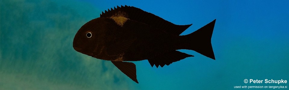 Tropheus sp. 'black' Rumonge