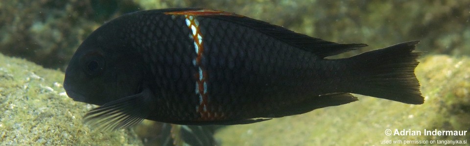 Tropheus sp. 'black' Rutunga<br><font color=gray>Red Brabant; Red Saddle</font>