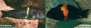 Tropheus sp. 'black'