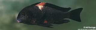 Tropheus sp. 'black' Gitaza.jpg