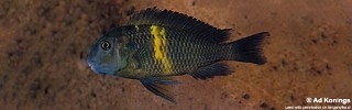 Tropheus sp. 'black' Kifumbwe.jpg