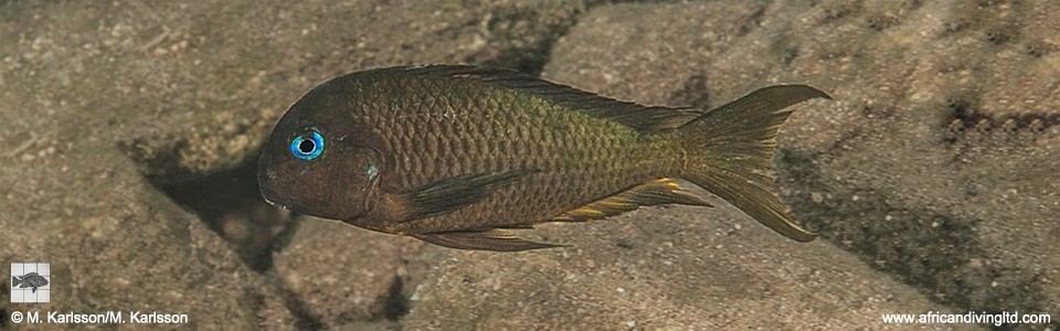 Tropheus sp. 'crescentic' Cape Kabogo<br><font color=gray>Tropheus sp. 'lunatus' Cape Kabogo</font> 