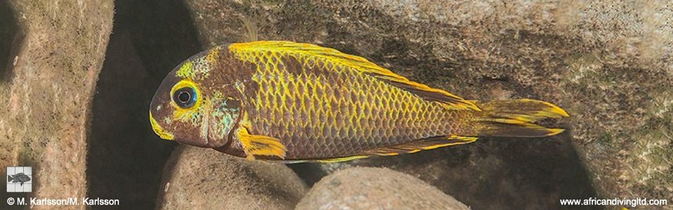 Tropheus sp. 'crescentic' Halembe (Kushangaza)<br><font color=gray>Tropheus sp. 'lunatus' Halembe (Kushangaza)</font> 