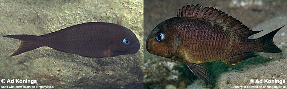 Tropheus sp. 'crescentic' Halembe<br><font color=gray>Tropheus sp. 'lunatus' Halembe</font> 