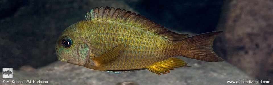 Tropheus sp. 'crescentic' Kangwena<br><font color=gray>Tropheus sp. 'lunatus' Kangwena</font> 