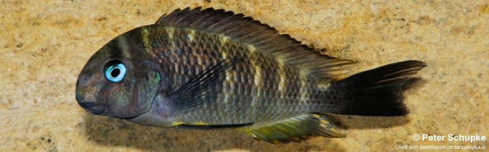 Tropheus sp. 'crescentic' Kasimia<br><font color=gray>Tropheus sp. 'lunatus' Kasimia</font> 