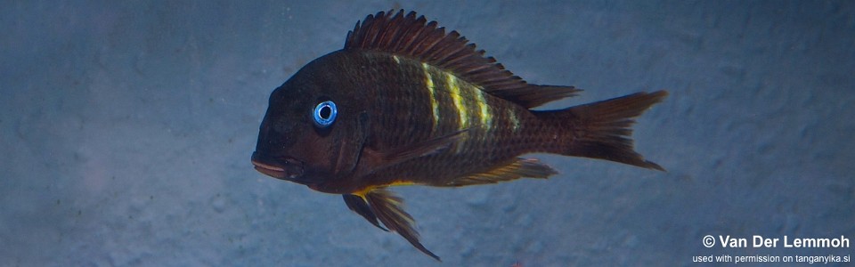 Tropheus sp. 'crescentic' Katete (Ubwari)<br><font color=gray>Tropheus sp. 'lunatus' Katere (Ubwari)</font> 