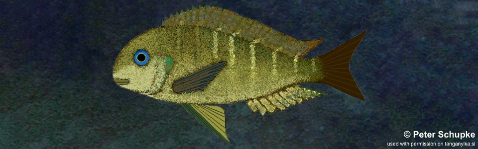 Tropheus sp. 'crescentic' Kavimvira<br><font color=gray>Tropheus sp. 'lunatus' Kavimvira</font> 