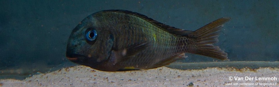 Tropheus sp. 'crescentic' (Kongwe Green)<br><font color=gray>Tropheus sp. 'lunatus' (Kongwe Green)</font> 