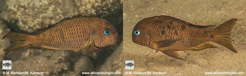 Tropheus sp. 'crescentic' Kungwe Point<br><font color=gray>Tropheus sp. 'lunatus' Kungwe Point</font> 