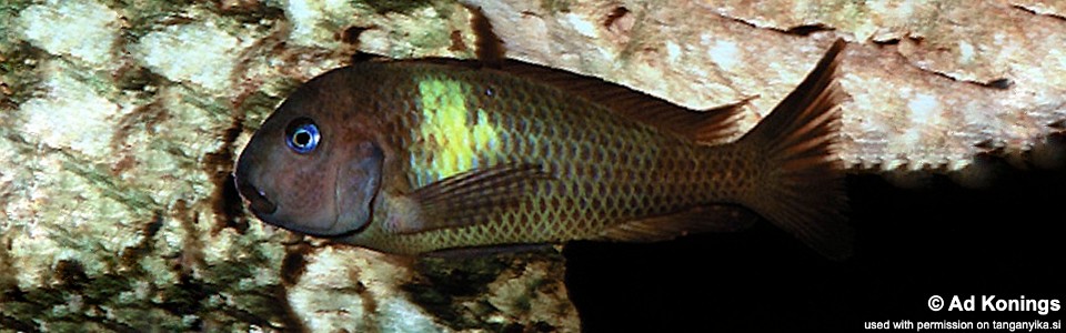 Tropheus sp. 'crescentic' (Malagarasi)<br><font color=gray>Tropheus sp. 'lunatus' (Malagarasi)</font> 