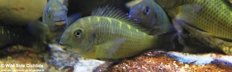 Tropheus sp. 'crescentic' (Sanogo green)<br><font color=gray>Tropheus sp. 'lunatus' (Sanogo green)</font> 