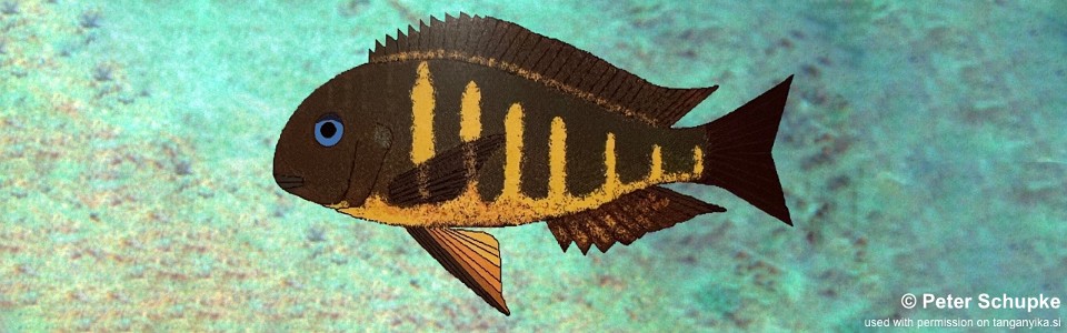 Tropheus sp. 'crescentic' Ubwari<br><font color=gray>Tropheus sp. 'lunatus' Ubwari</font> 