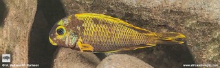 Tropheus sp. 'crescentic' Halembe (Kushangaza).jpg