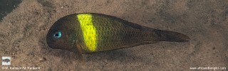 Tropheus sp. 'crescentic' Karago.jpg