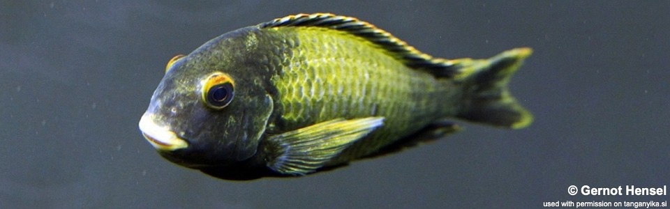 Tropheus sp. 'kaiser' Kushangaza</font>