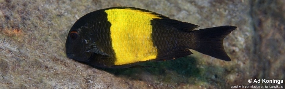 Tropheus sp. 'kaiser' Mkangazi<br><font color=gray>Tropheus sp. 'black' Mkangazi</font>