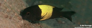 Tropheus sp. 'kaiser' Kekese.jpg