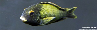 Tropheus sp. 'kaiser' Kushangaza.jpg