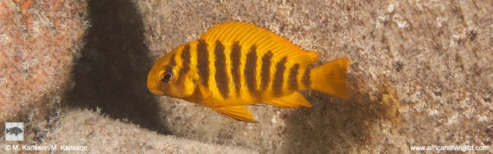 Tropheus sp. 'kipili' Isaba Point<br><font color=gray>Tropheus brichardi 'Isaba Point'</font> 