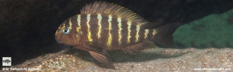 Tropheus sp. 'kipili' Kampemba Point<br><font color=gray>Tropheus brichardi 'Kampemba Point'</font> 