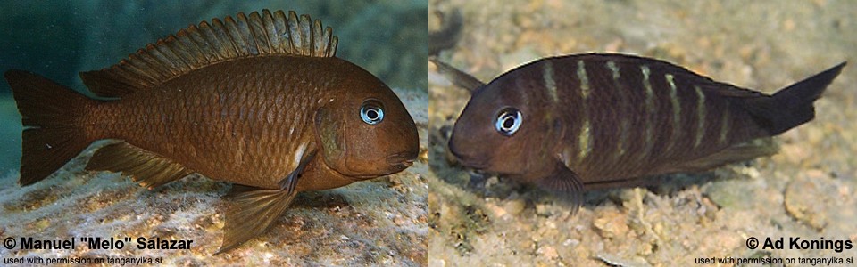 Tropheus sp. 'kipili' Kampemba<br><font color=gray>Tropheus brichardi 'Kampemba'</font> 