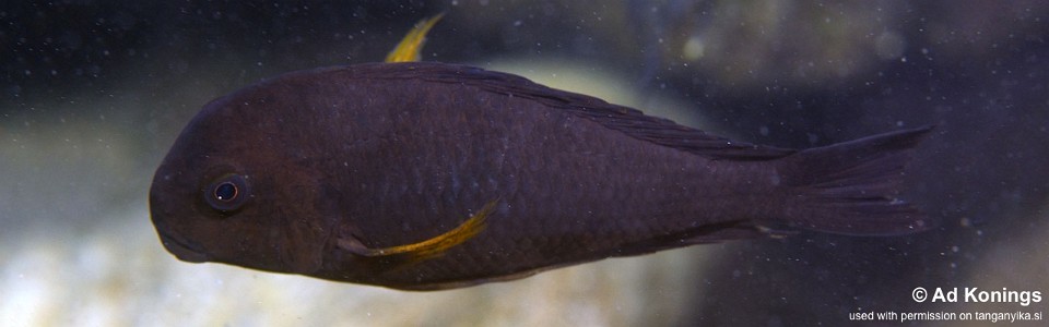 Tropheus sp. 'kipili' Kasisi Island<br><font color=gray>Tropheus brichardi 'Kasisi Island'</font> 