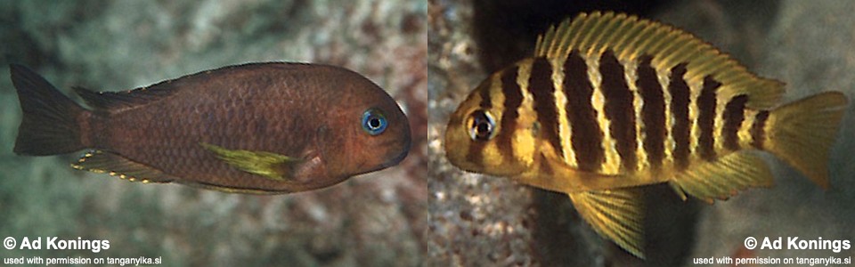 Tropheus sp. 'kipili' Kerenge Island<br><font color=gray>Tropheus brichardi 'Kerenge Island'</font> 