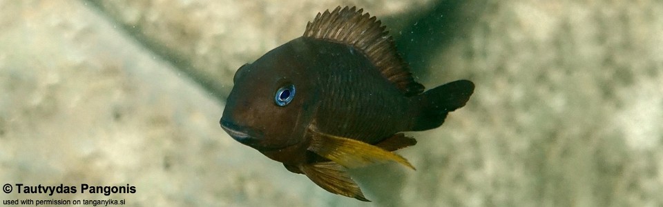 Tropheus sp. 'kipili' Lake Shore Lodge Kipili<br><font color=gray>Tropheus brichardi 'Lake Shore Lodge Kipili'</font> 