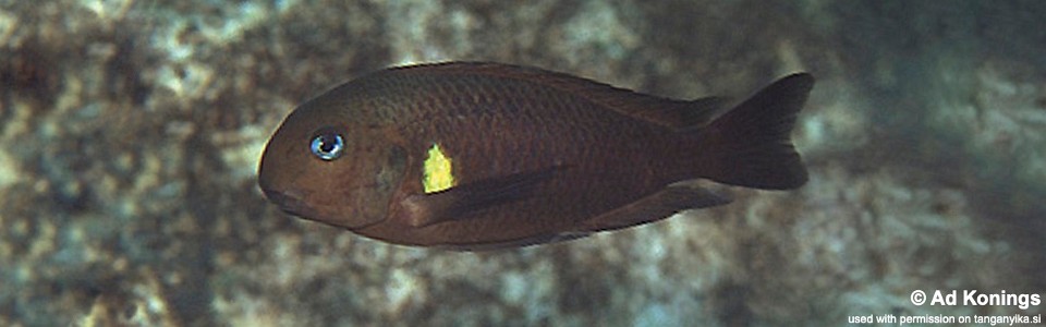 Tropheus sp. 'kipili' Mvuna Island<br><font color=gray>Tropheus brichardi 'Mvuna Island'</font> 