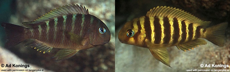 Tropheus sp. 'kipili' Nkondwe Island<br><font color=gray>Tropheus brichardi 'Nkondwe Island'</font> 