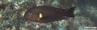 Tropheus sp. 'kipili' Mvuna Island.jpg